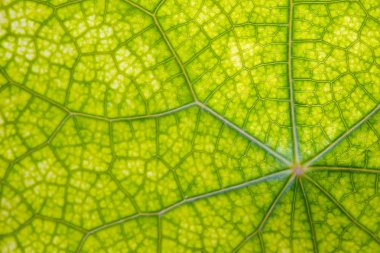 Yaprak doku arka plan damarlar üzerinde closeup Manzaralı