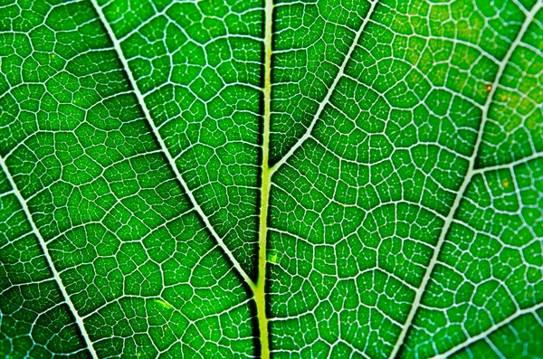 Yaprak doku arka plan damarlar üzerinde closeup Manzaralı — Stok fotoğraf