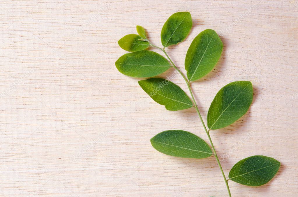 Moringa natural green leaf plant spreads over wooden board backg