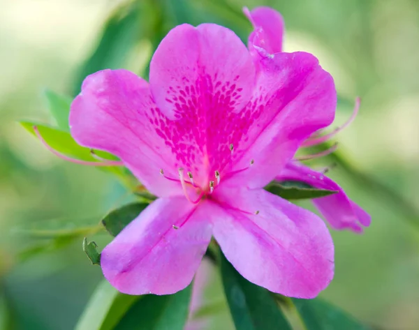 Розовый кактус Zygo с видом на крупный план — стоковое фото