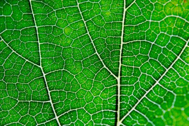 Yaprak arka plan doku damarlı