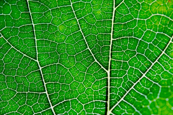 葉脈のある葉の抽象的な背景テクスチャ — ストック写真