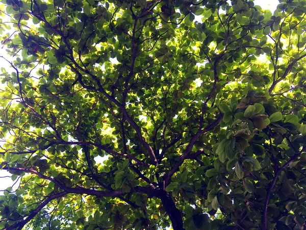 Vista de árvores, folhas, plantas e iluminação — Fotografia de Stock