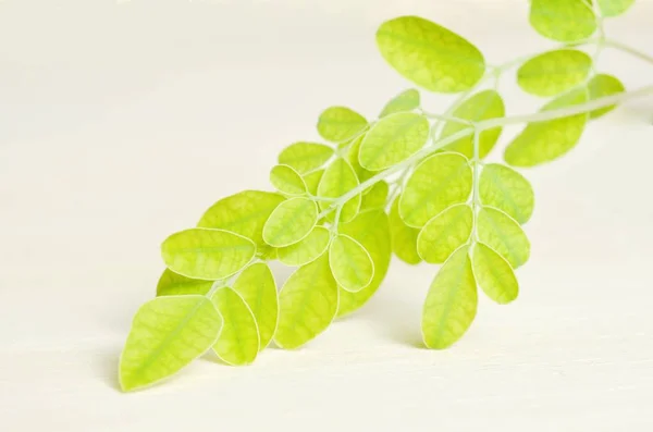 Moringa También Conocida Como Moringa Oleifera Lam Moringaceae Futaba Kom — Foto de Stock