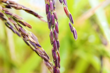 pirinç tohumu yakın çekim 