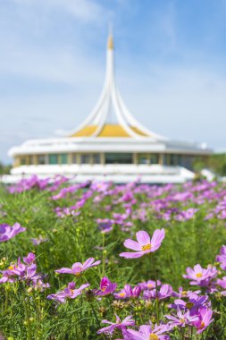Bahçe gökyüzünde ile pembe evren