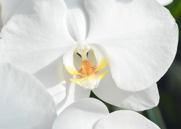 Close-up of the botany of the white orchid