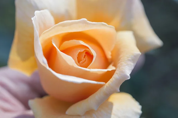 Primer plano de la parte superior de las rosas anaranjadas — Foto de Stock