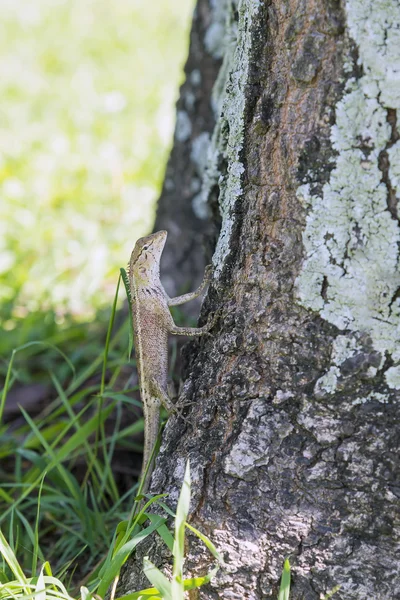 Le lézard grimpant à l'arbre — Photo