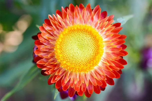 A flor de palha da cena vista superior — Fotografia de Stock