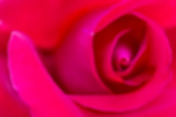 Unschärfe der Nahaufnahme der Rose — Stockfoto