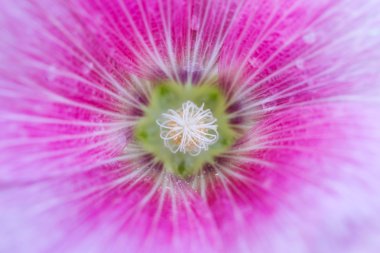 yakın çekim için kırmızı gül fatma çiçek polen