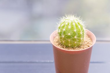 kaba kum ile tencerede kaktüs