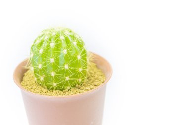 kaktüs kaba kum ile tencerede izole