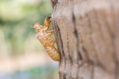 Hindistan cevizi ağacı ile tutarak ağustosböceği slough için yakın çekim