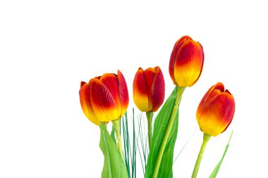 yapay Lale çiçek beyaz arka plan ile izole