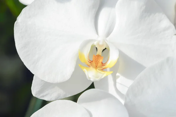 Orchidea bianca in giardino con la scena del primo piano — Foto Stock