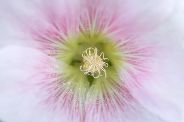 Yakın çekim için kırmızı gül fatma çiçek polen — Stok fotoğraf