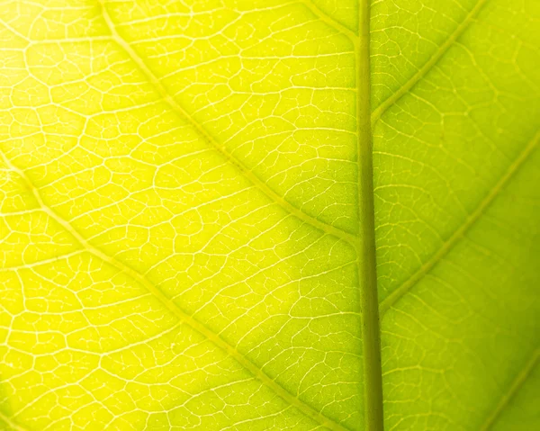 Textura da folha com a luz do sol — Fotografia de Stock