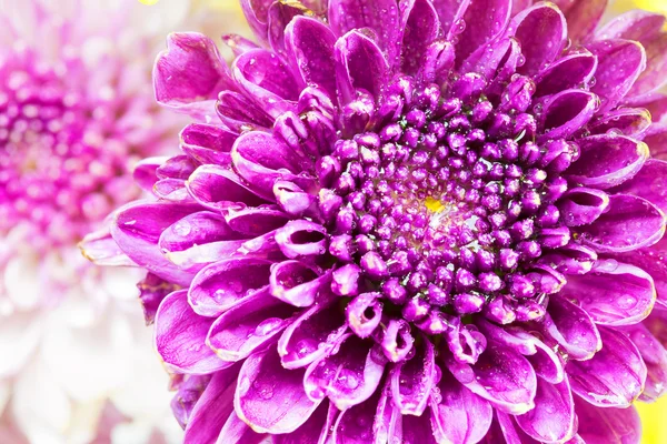 the close-up to pink flower with the color cast effect