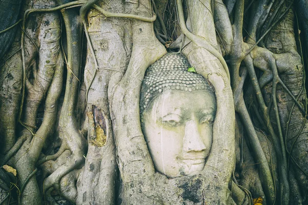 The Buddha head in the root at Ayuthaya,Thailand — Stock Photo, Image