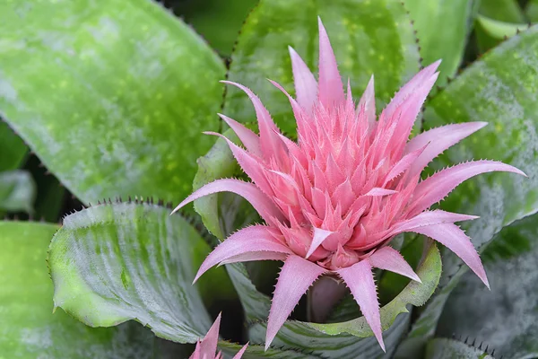 Botanický rostlina na pohled shora s zelená dovolená — Stock fotografie