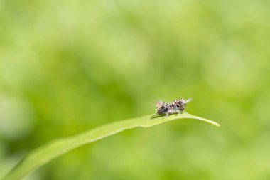 Çim yaprağı üzerinde bebek kahverengi çekirge 