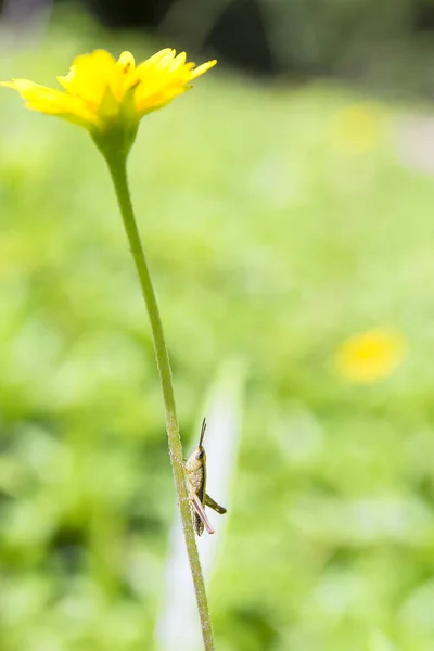 Brązowy konik polny, wspinaczka do żółty kwiat — Zdjęcie stockowe