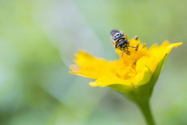 Close-up of the head of the bee on the yellow flower — Stock Photo, Image