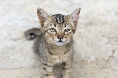 Konu için arayan şirin yavru kedi