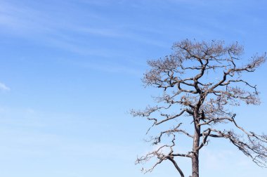 Kurumuş ağaç yaprak olmadan 