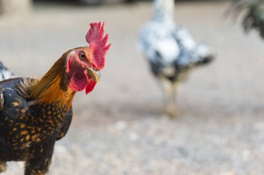 Dövüş horozu veya mücadele horoz başkanı