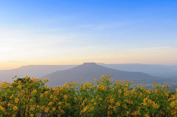 Gün batımından önce Sarı çiçekli dağ şekli — Stok fotoğraf