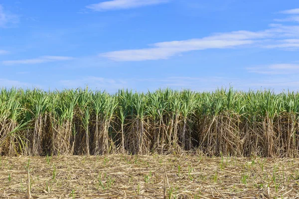 The sugarcane fields — Stock Photo, Image