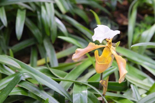 Orquídea tailandesa, Paphiopedilum gratrixianum, Orquídea de chinelo da senhora — Fotografia de Stock