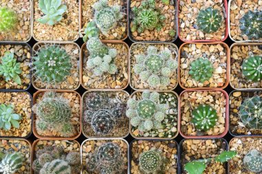 Kaktüs düz-lay sahnede çeşitli tip. 