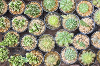 Kaktüs çeşitli tip