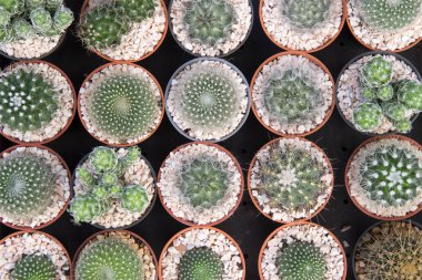 Kaktüs düz-lay sahnede çeşitli tip. 