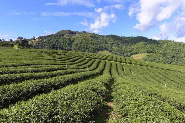 The row of the tea farm with the blue sky.