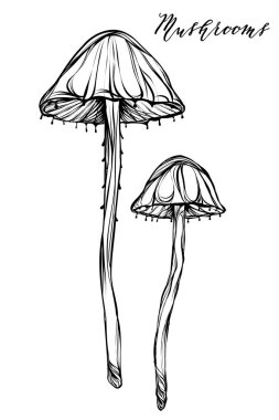 Sonbaharda hasat, zehirli mantar