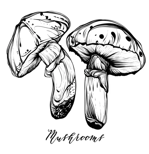 Colheita de outono, cogumelos venenosos —  Vetores de Stock