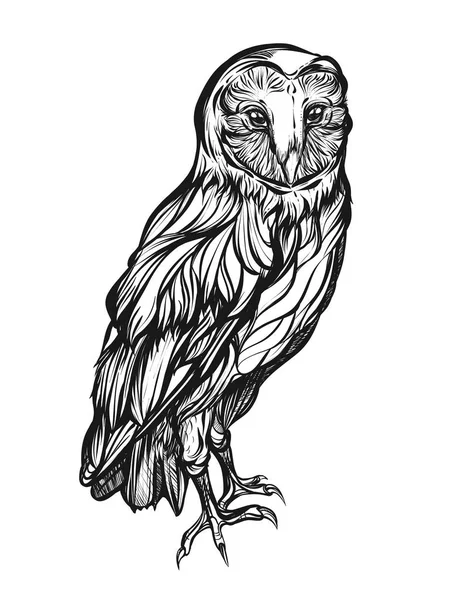 ᐈ Barn Owl In Flight Tattoo Stock Drawings Royalty Free Barn Owl