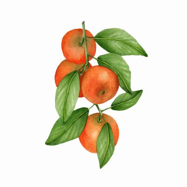Mandalina suluboya resim