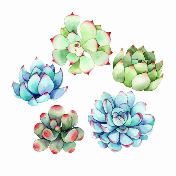 Succulents watercolor elements — Stock Vector