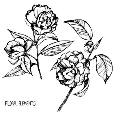 camellia,ink,pen capillary,handmade, leaves, flowers,buds, flower collection,Set of floral elements for your compositions,coloring books for children and adults clipart