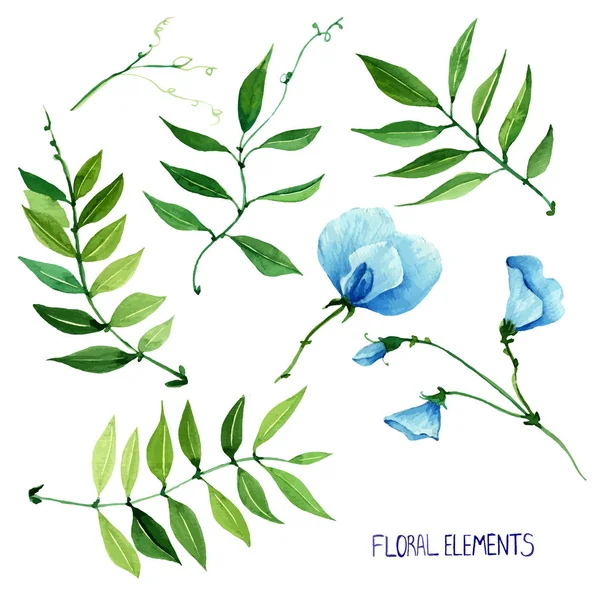 Pois doux, fait main, collection florale colorée avec aquarelle, Set d'éléments floraux pour vos compositions, fleurs, fleurs avec tige — Image vectorielle