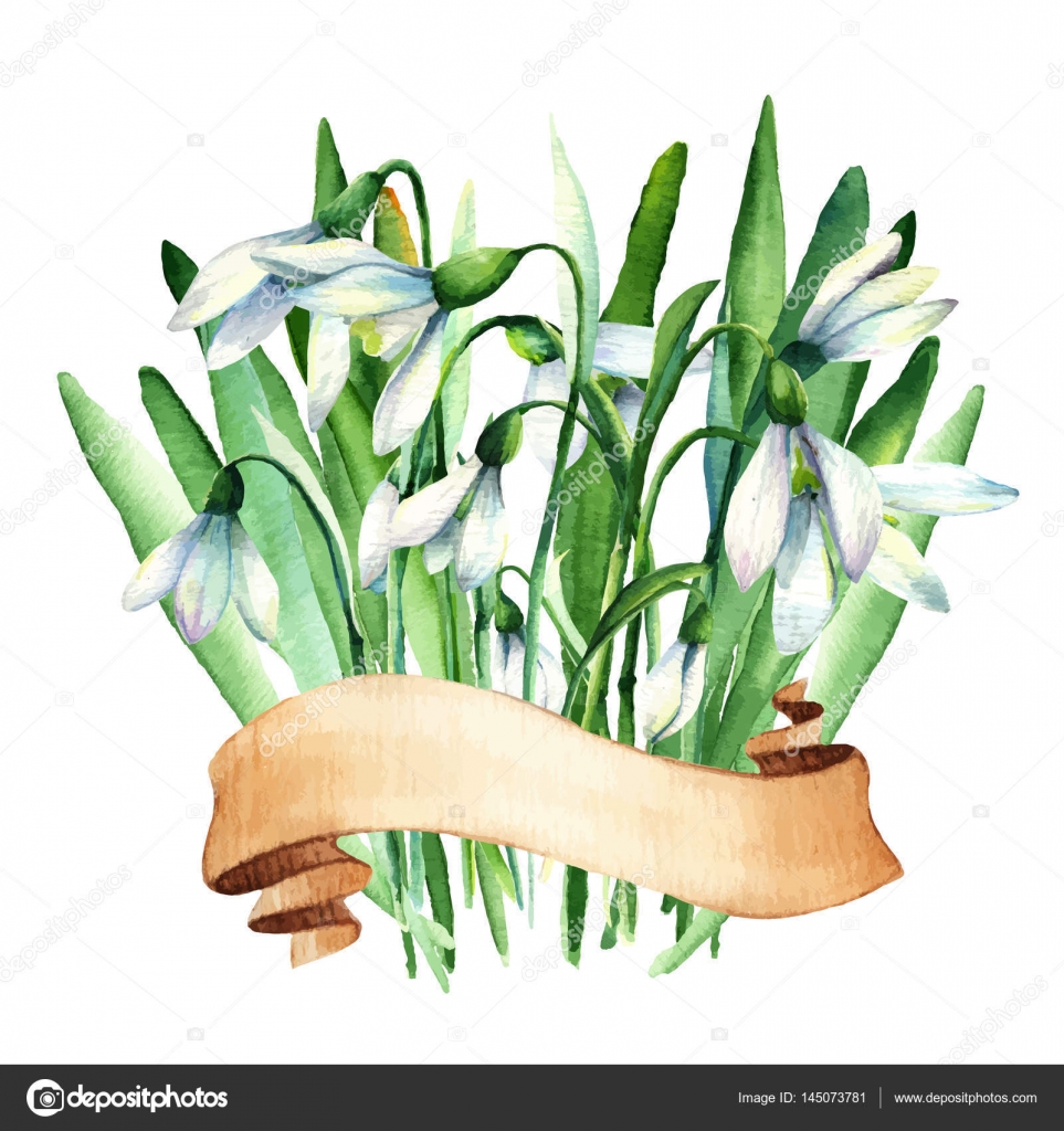 スノー ドロップストックベクター ロイヤリティフリースノー ドロップイラスト Depositphotos