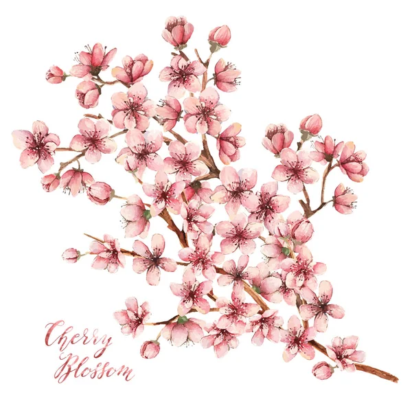 Illustration fleur de cerisier — Image vectorielle