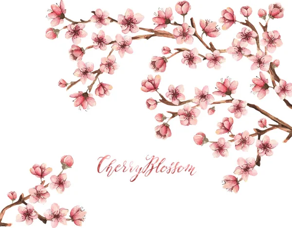 Flor de cerejeira, flores de primavera —  Vetores de Stock