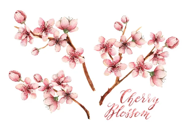 ดอกซากุระ ดอกไม้ฤดูใบไม้ผลิ — ภาพเวกเตอร์สต็อก